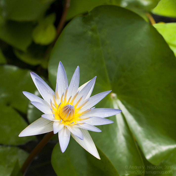 фото "Water lily" метки: природа, цветы