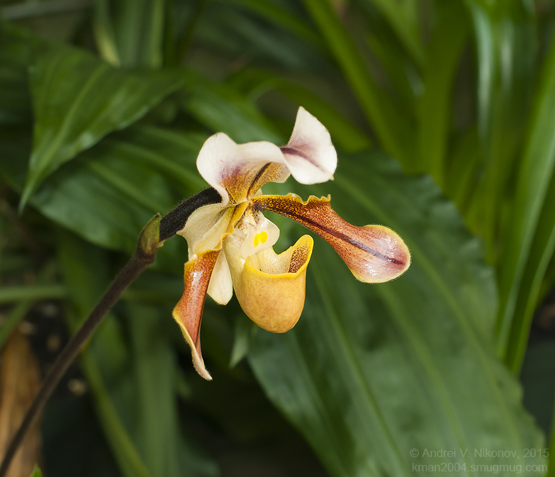 photo "* * *" tags: nature, flowers