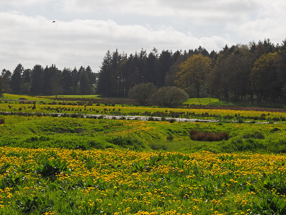 photo "Dandelions Valley" tags: landscape, nature, reporting, 