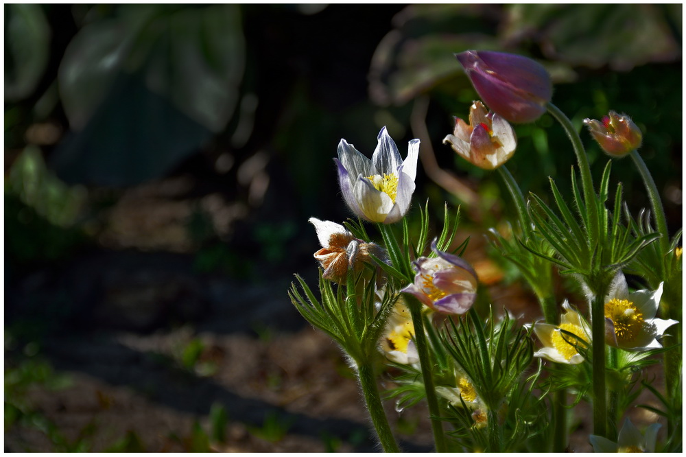 photo "***" tags: nature, flowers, spring, сибирь