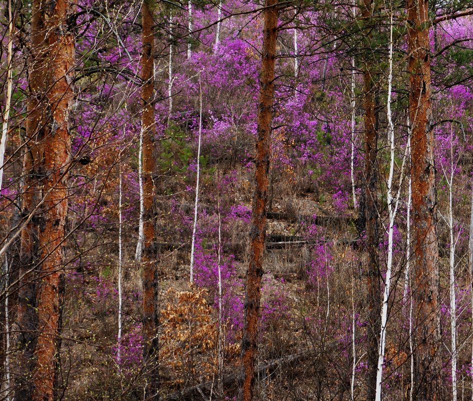 фото "багульник" метки: пейзаж, природа, разное, 