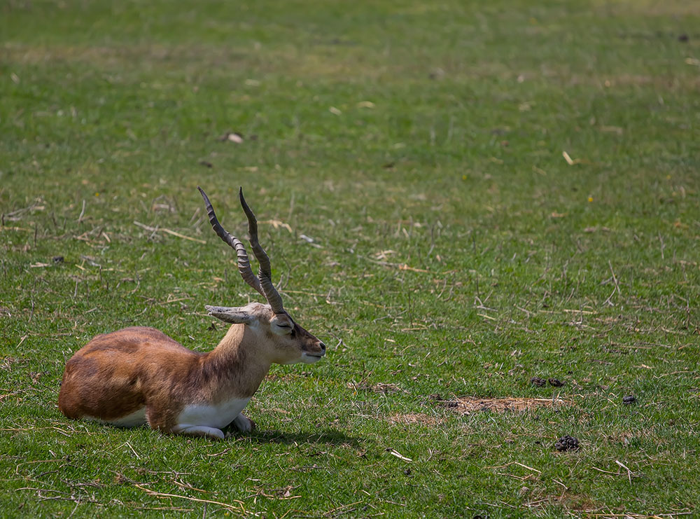 photo "***" tags: travel, wild animals