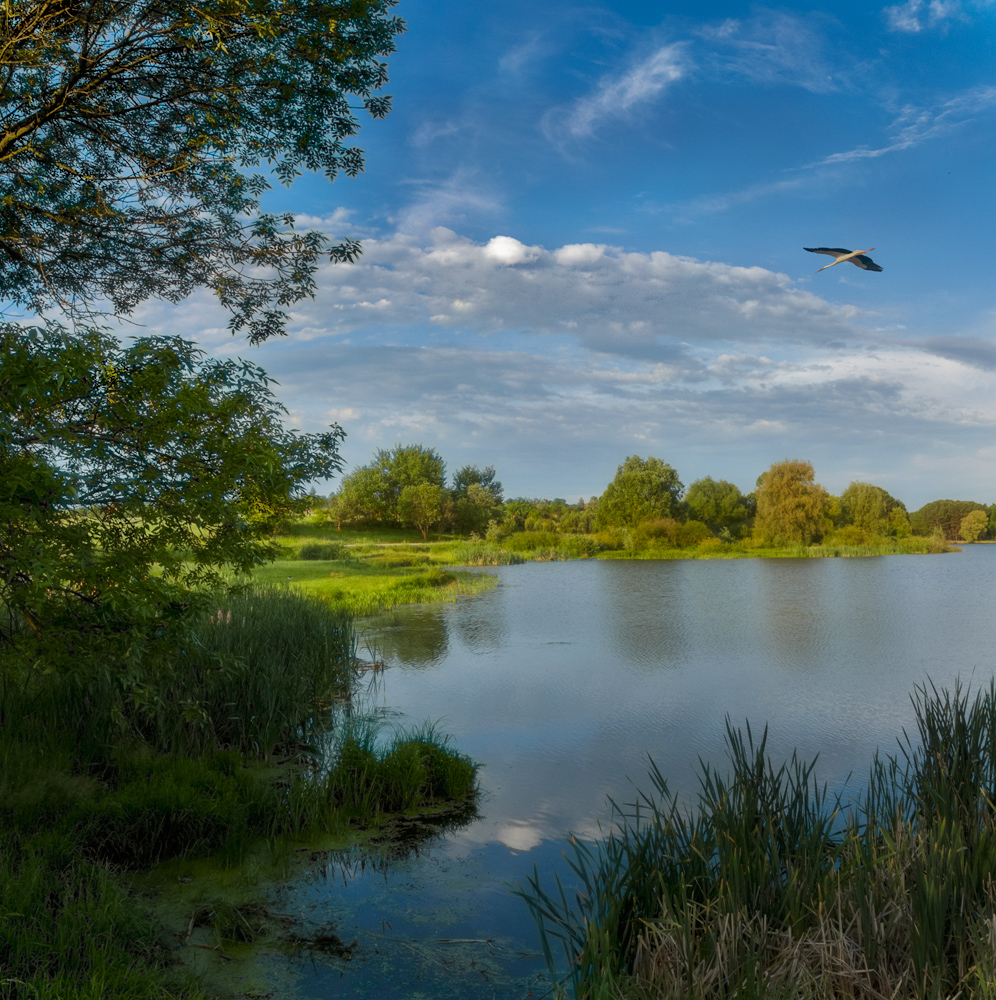 photo "***" tags: panoramic, landscape, nature, lake, morning, spring, sun, аист, панорама 2 вертикальных кадра