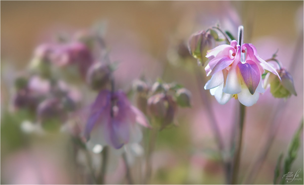 photo "***" tags: nature, fragment, macro and close-up, 