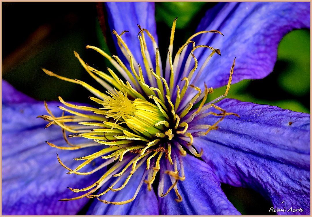 photo "***" tags: nature, macro and close-up, 