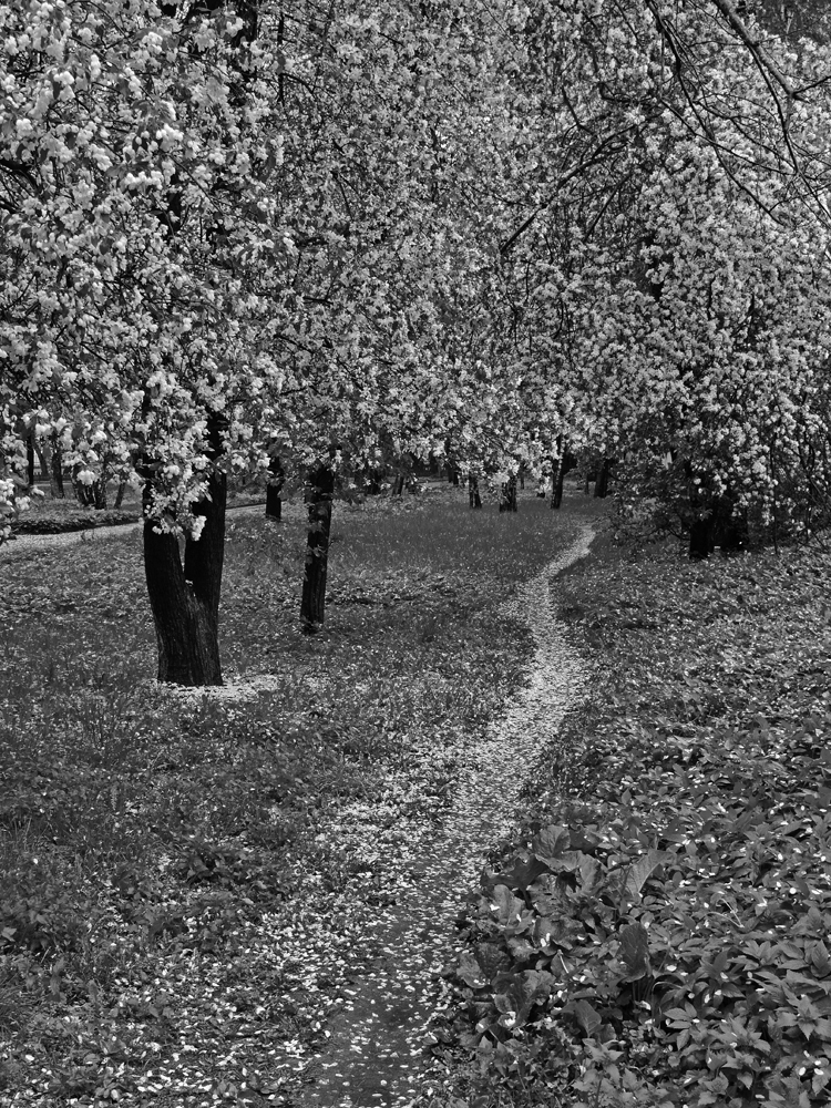 фото "Белая метель весны" метки: природа, весна, сад, цветение