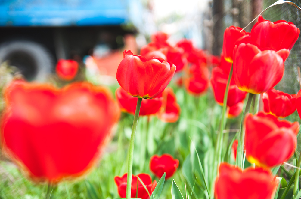 photo "tulips" tags: nature, flowers, spring, красный, тюльпан