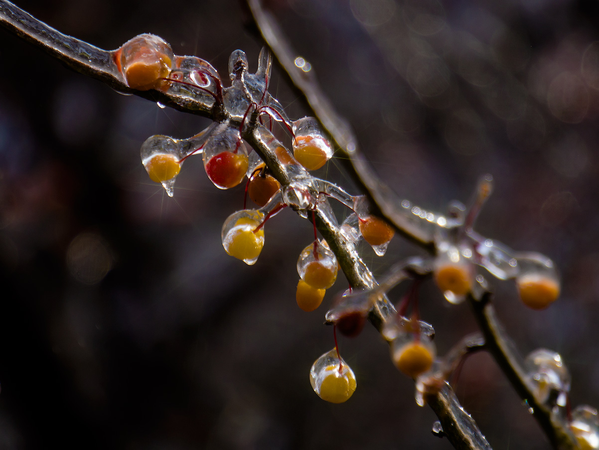 photo "Clad in ice" tags: nature, лед, природа, яблочки