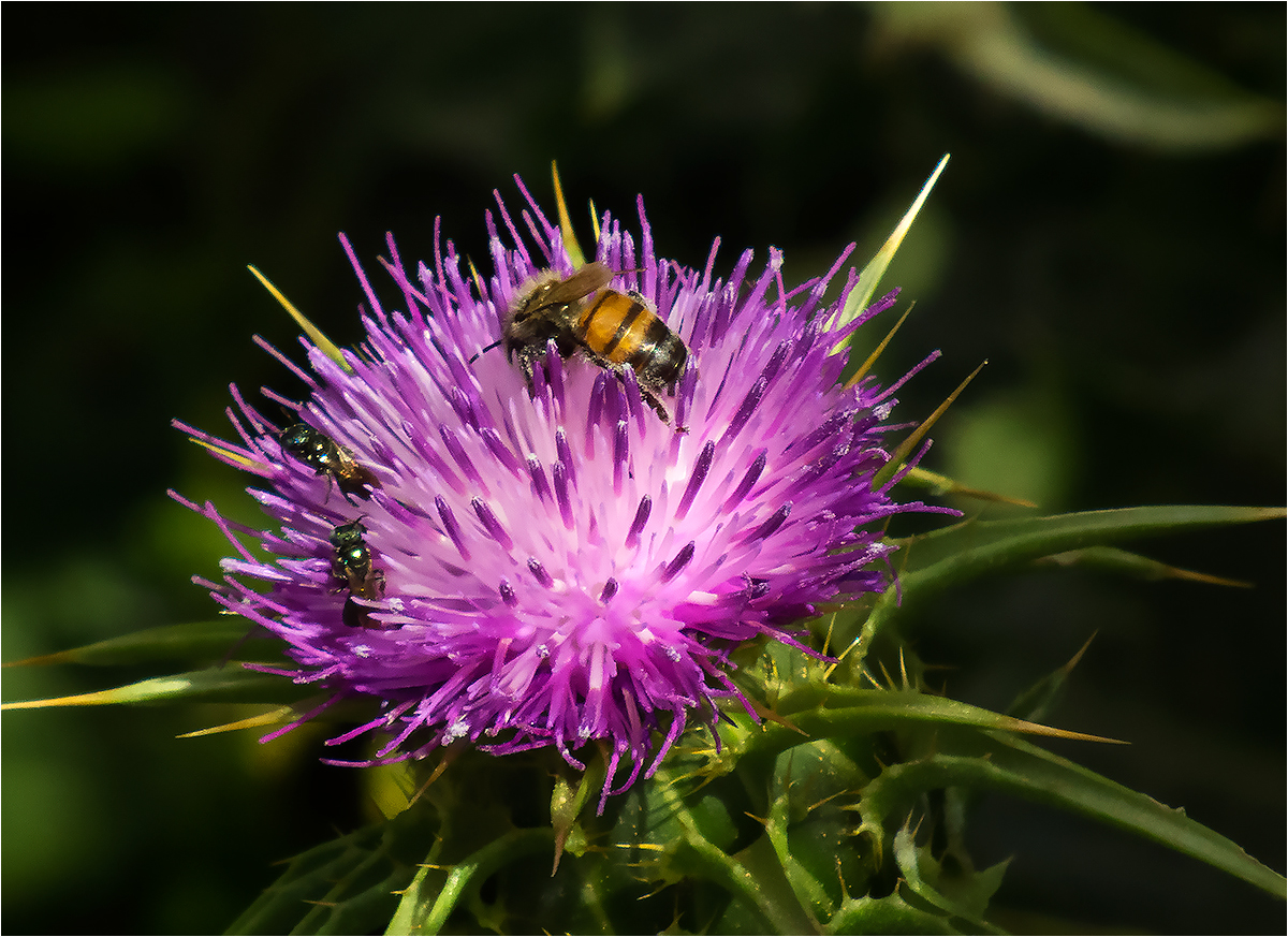 photo "Plenty for everyone" tags: macro and close-up, thistle, чертополох