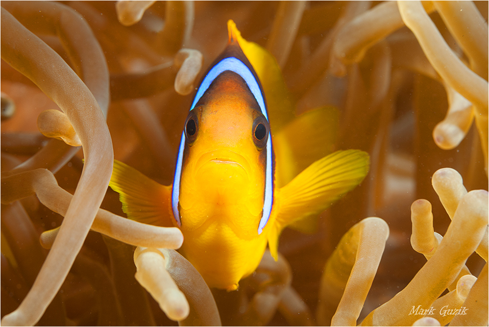 photo "Twobar anemonefish" tags: underwater, 