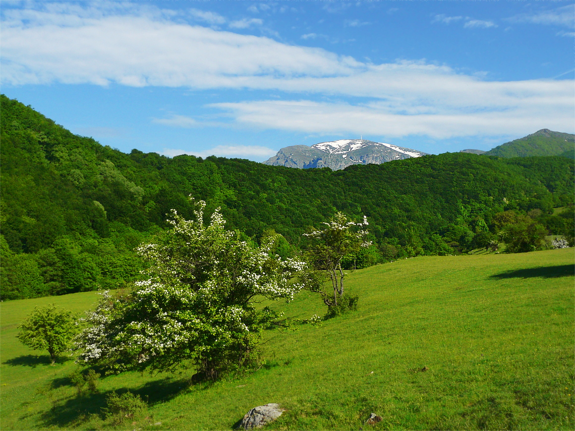 photo "Spring" tags: landscape, flowers, spring, цветение