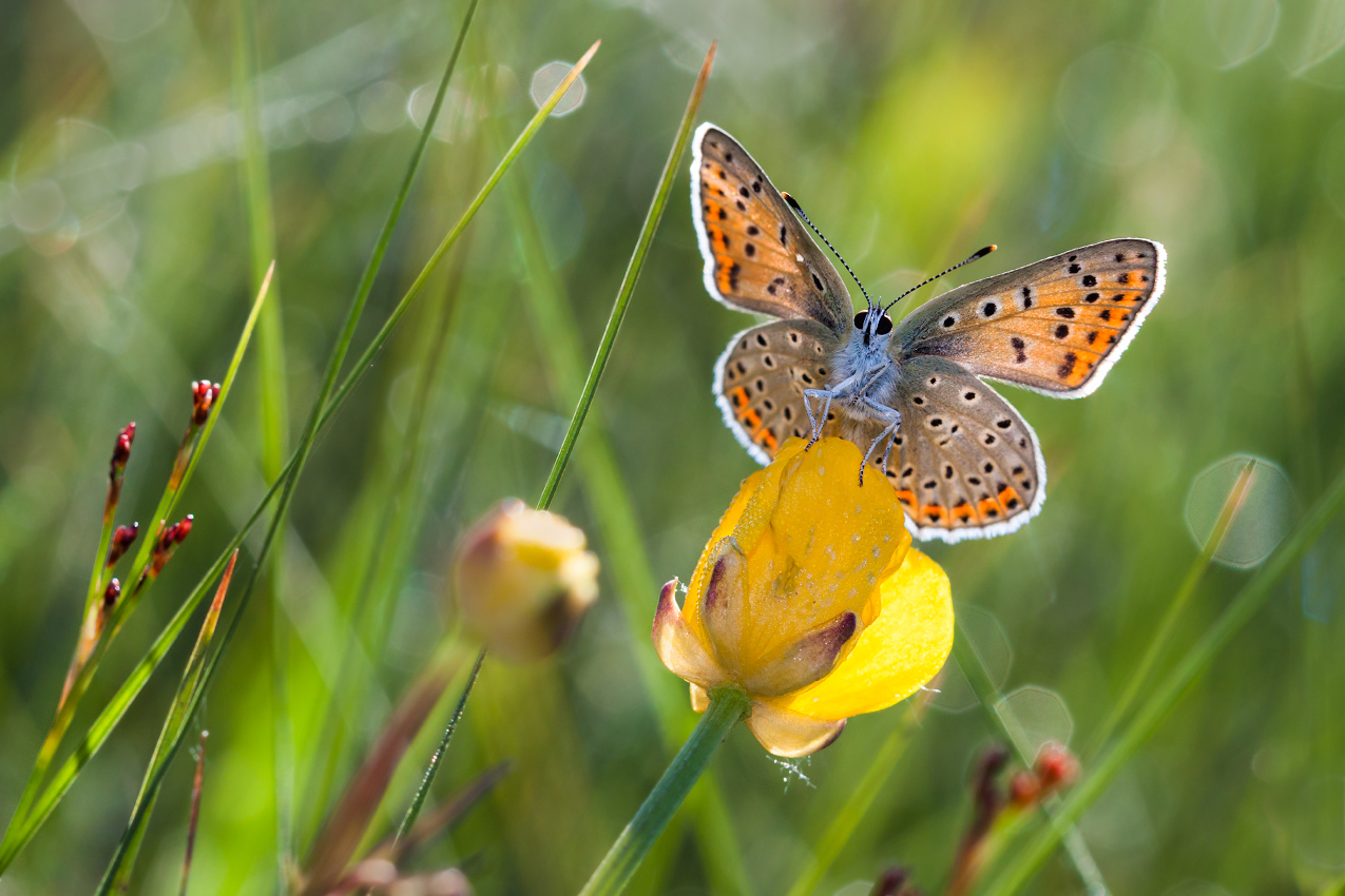 photo "***" tags: macro and close-up, butterfly, grass, morning, роса, цветок