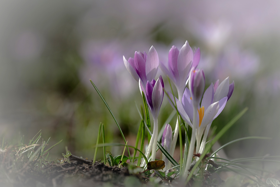 фото "сиреневый апрель" метки: макро и крупный план, природа, весна, крокусы, первоцветы, цветы