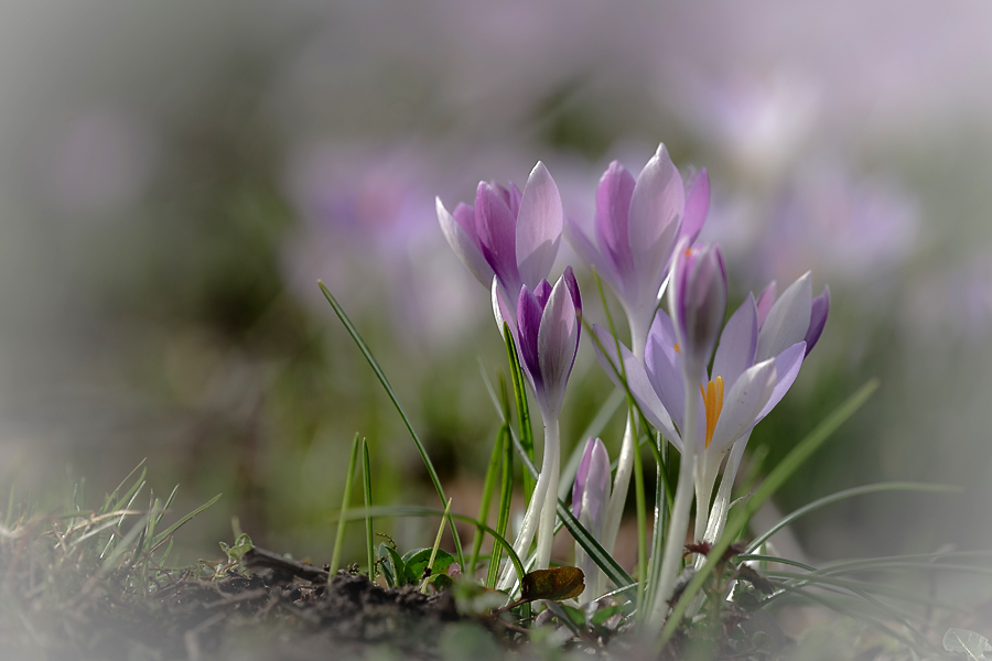 photo "***" tags: macro and close-up, nature, flowers, spring, крокусы, первоцветы