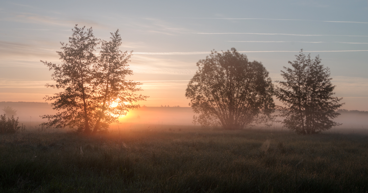 photo "***" tags: landscape, nature, fog, meadow, morning, sun, sunrise, деревья, роса