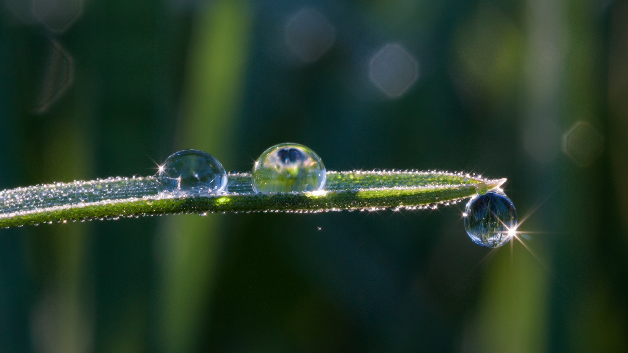 photo "***" tags: macro and close-up, 