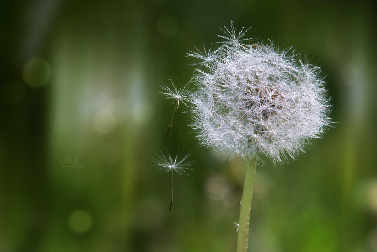 photo "***" tags: nature, macro and close-up, fragment, 