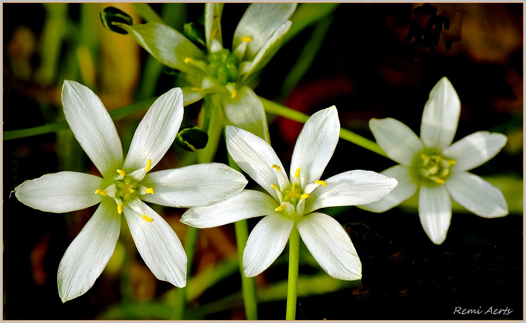 photo "***" tags: nature, macro and close-up, 