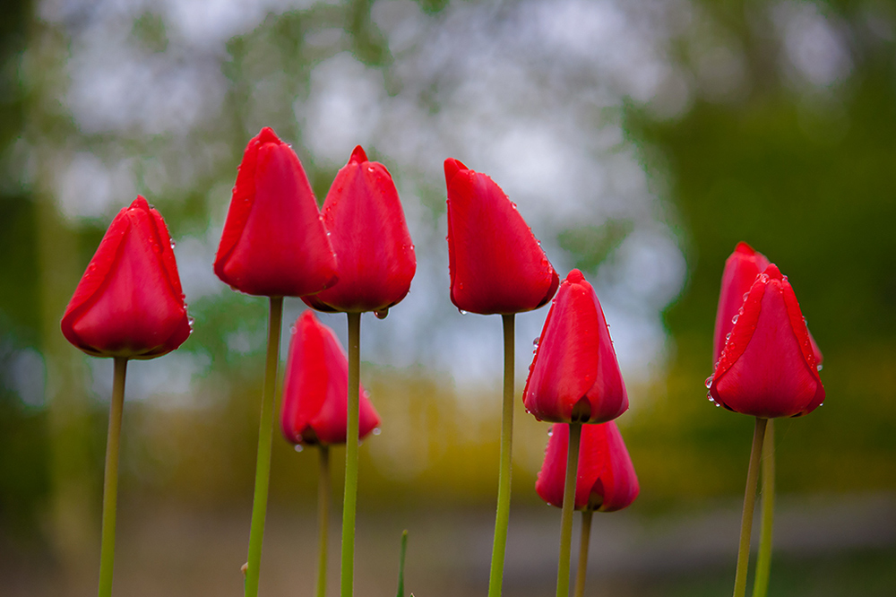 photo "***" tags: macro and close-up, flowers