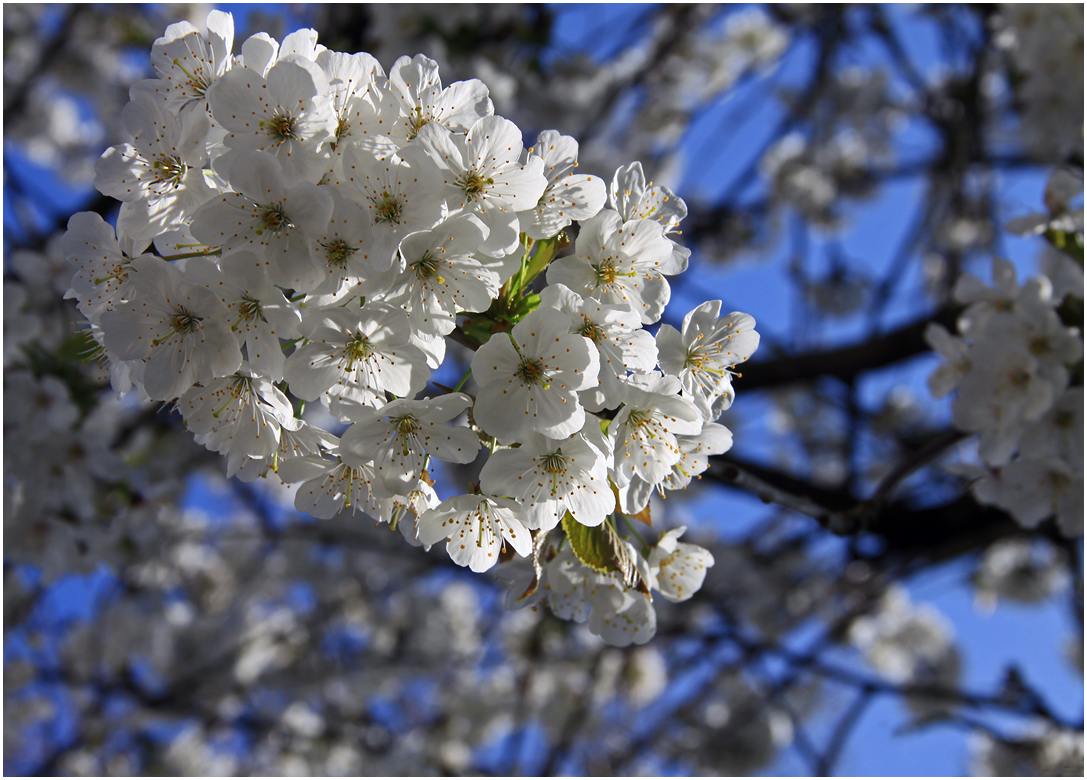 photo "***" tags: macro and close-up, 