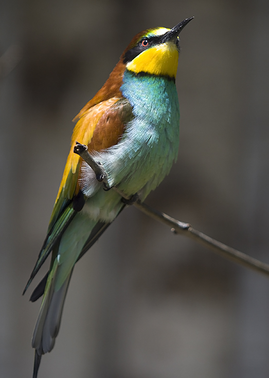 фото "vogeltje" метки: природа, 