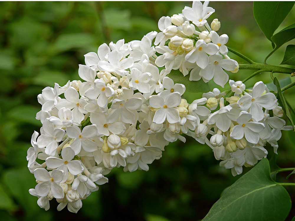 photo "***" tags: macro and close-up, растения