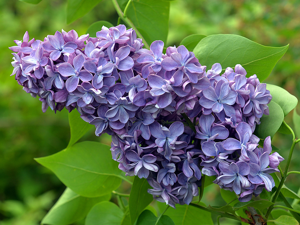 photo "***" tags: macro and close-up, 