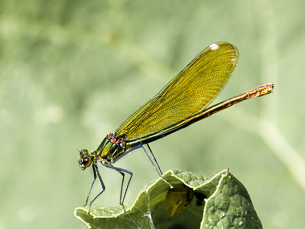 photo "***" tags: macro and close-up, insect