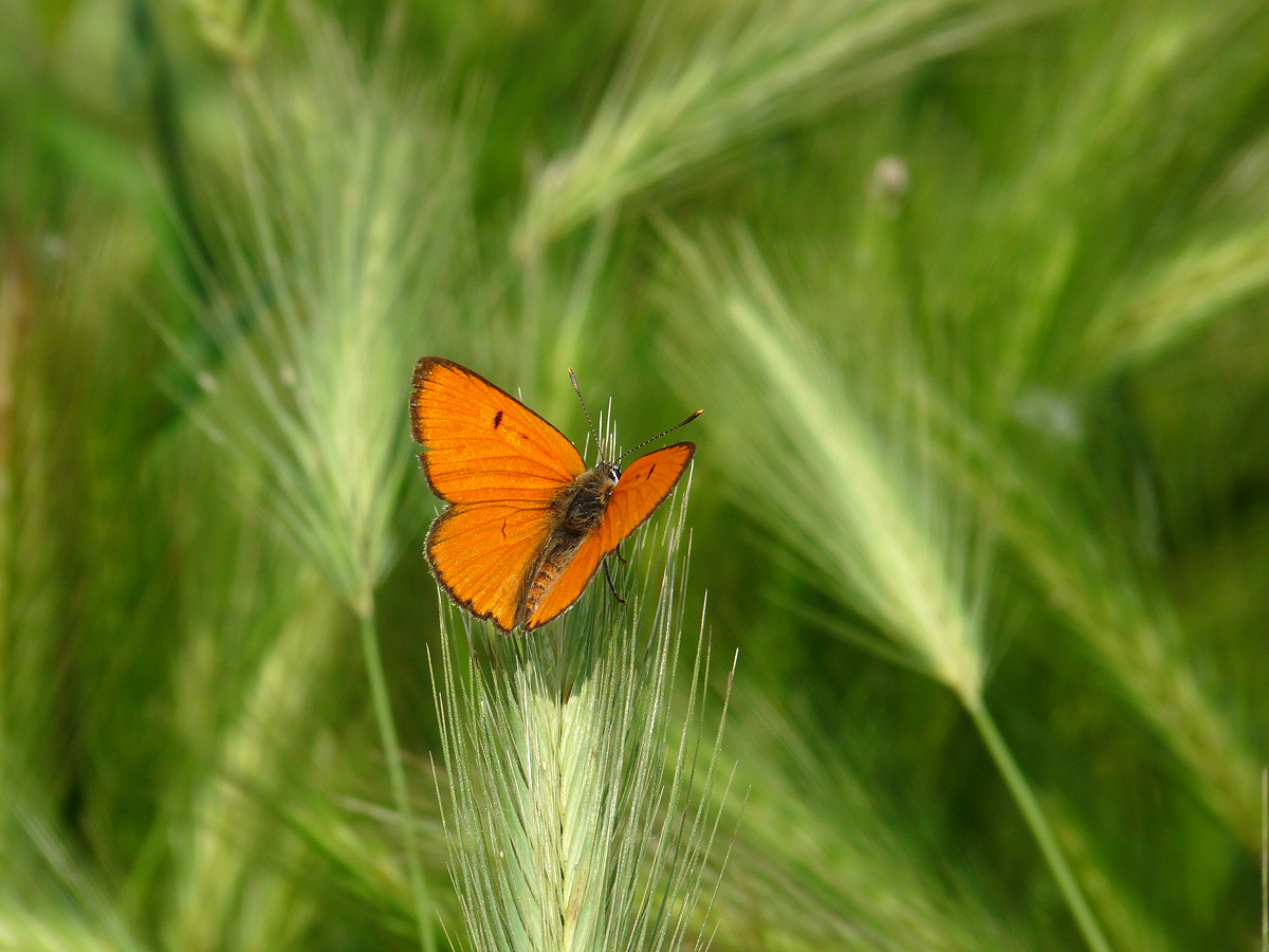 photo "***" tags: nature, macro and close-up, insect, spring