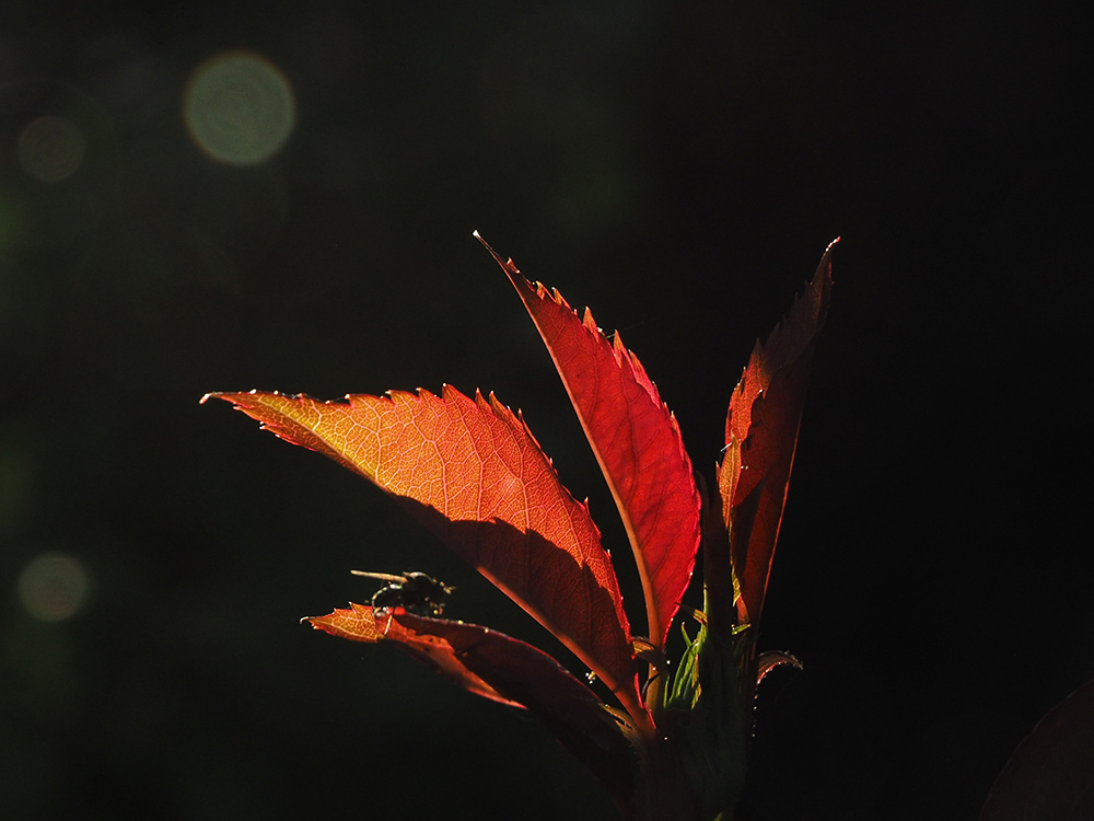 photo "Rose Leaf Rouge" tags: nature, macro and close-up, reporting, 