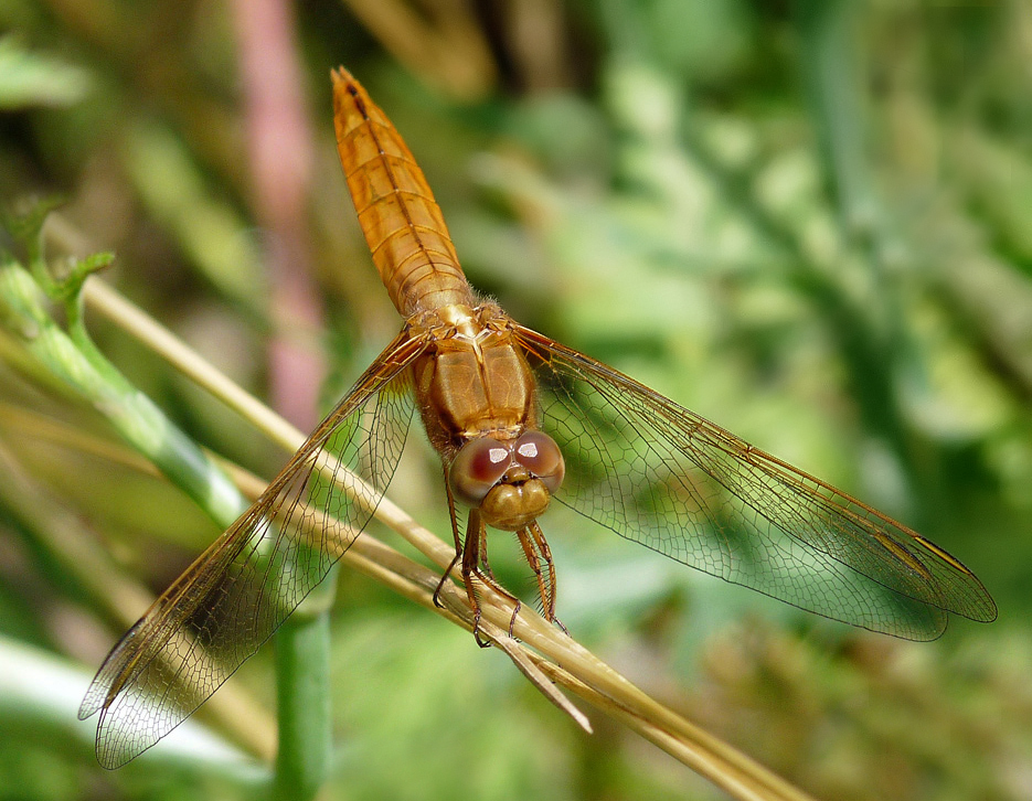 photo "***" tags: macro and close-up, 