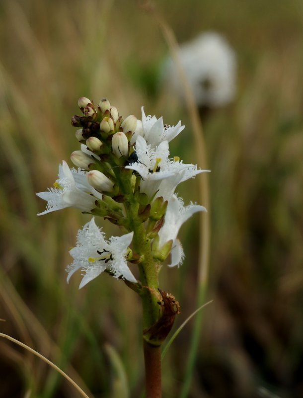 photo "***" tags: nature, macro and close-up, fragment, 