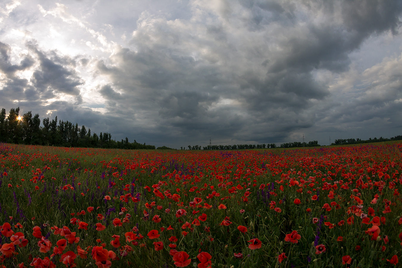 photo "***" tags: landscape, field, маки