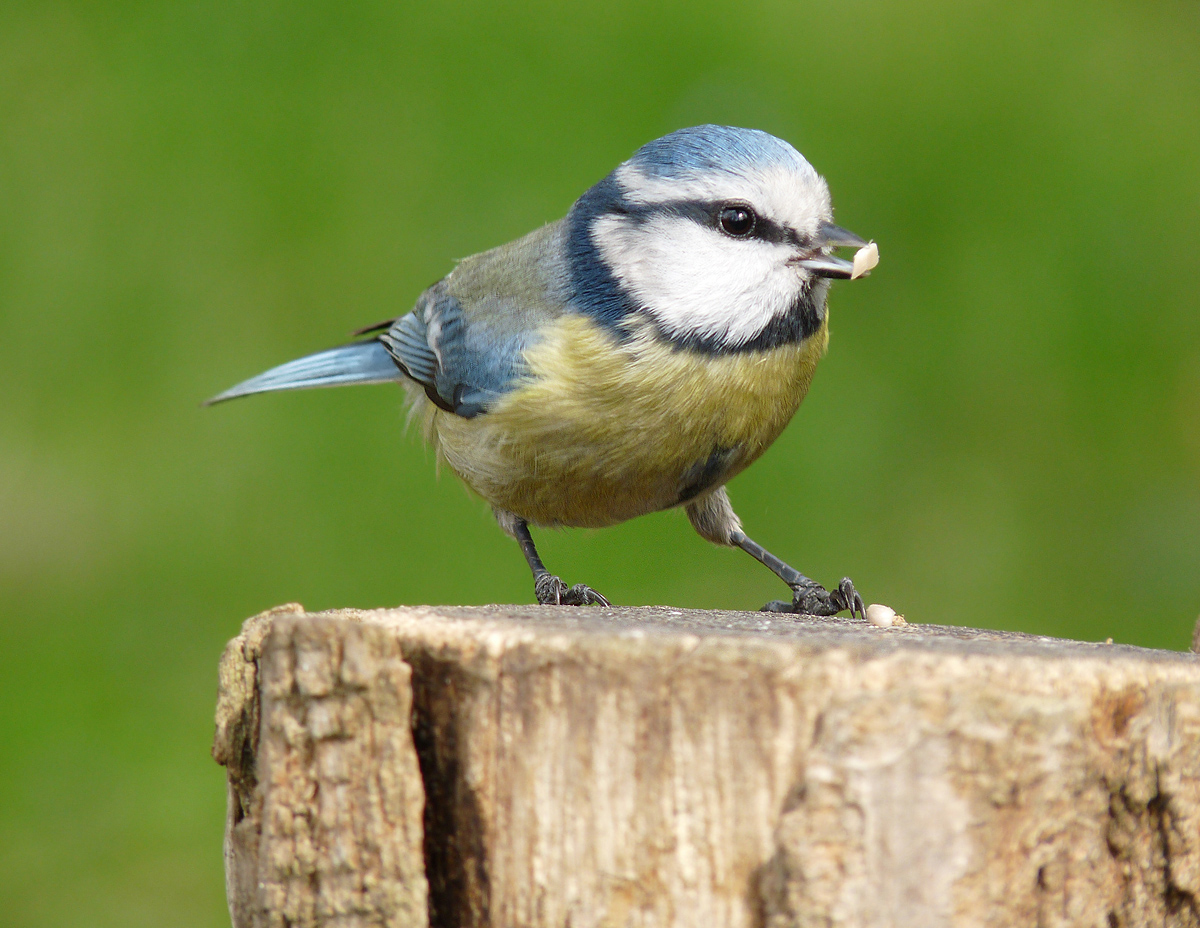 photo "Parus caeruleus" tags: macro and close-up, wild animals