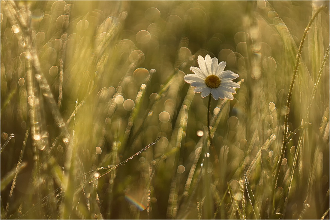 photo "***" tags: nature, macro and close-up, 