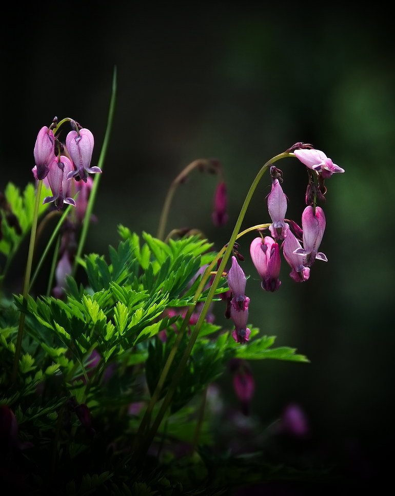 photo "***" tags: nature, macro and close-up, 