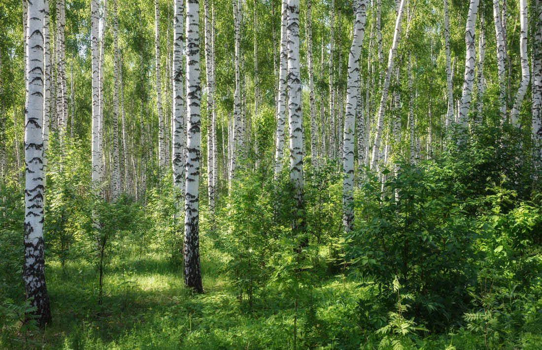 фото "Березовый лес" метки: пейзаж, природа, березы, деревья, зелень, лес, лето, стволы, трава
