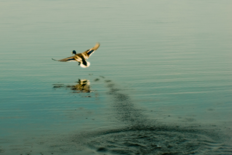 photo "***" tags: nature, 