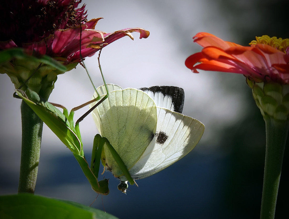 photo "***" tags: macro and close-up, insect