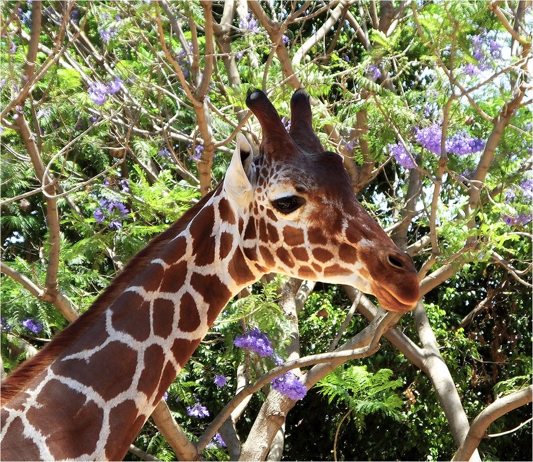 photo "Blue clusters of fragrant stocks..." tags: nature, giraffe, жираф