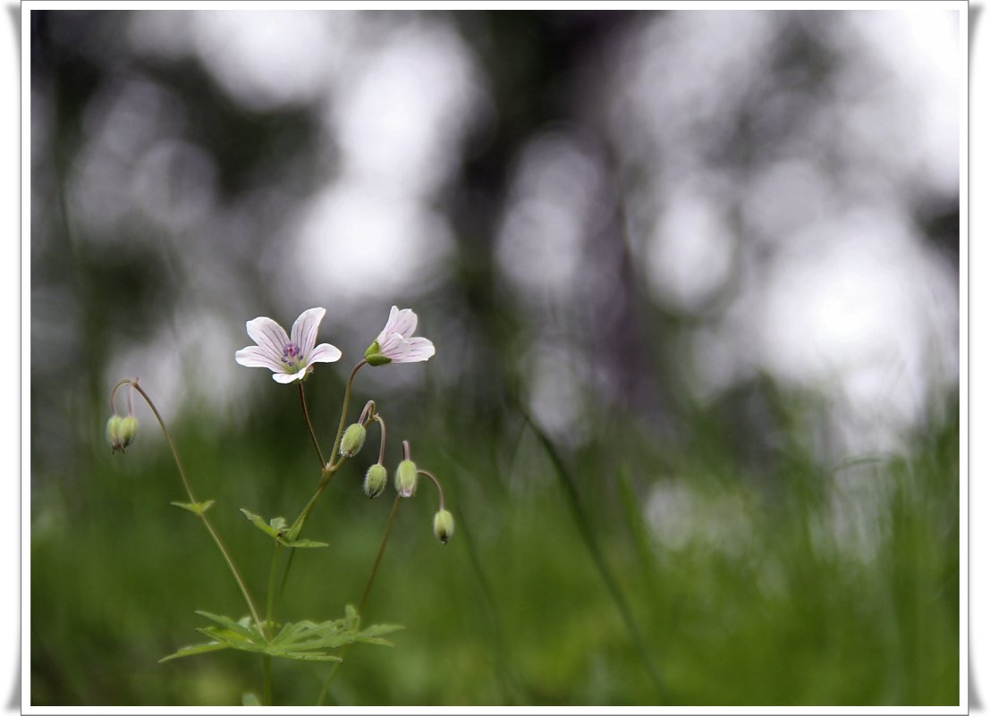 photo "***" tags: nature, 