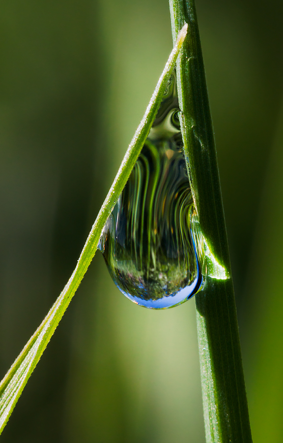photo "***" tags: macro and close-up, drop, grass, water