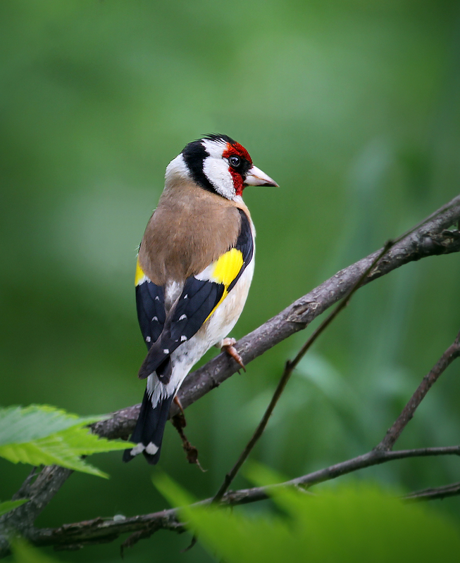 photo "Goldfinch" tags: nature, macro and close-up, 