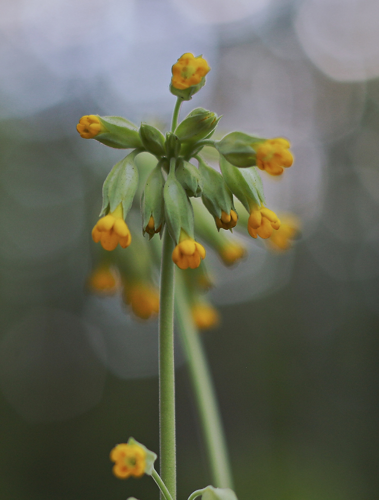 photo "***" tags: nature, 