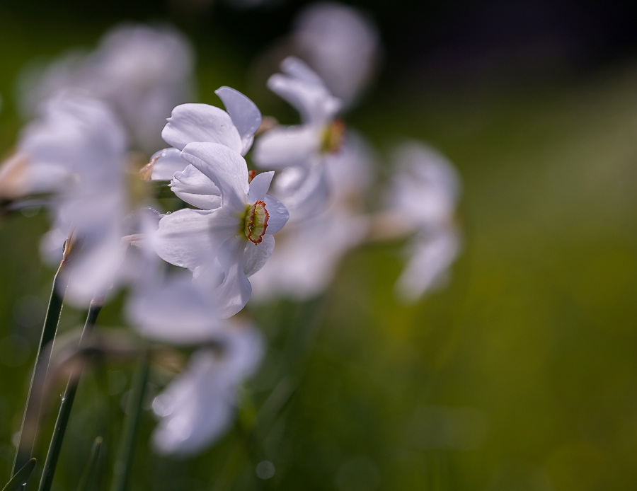 фото "майские" метки: природа, макро и крупный план, весна, нарцисс, свет, солнце, цветы