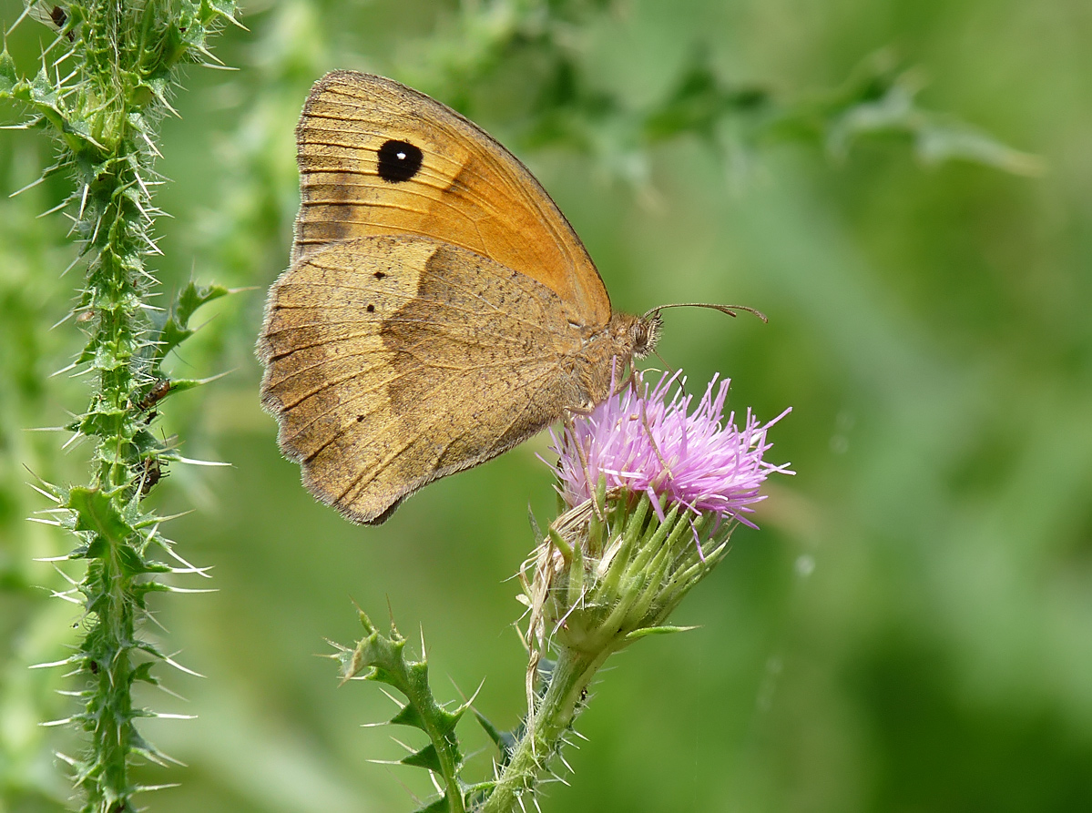 photo "***" tags: macro and close-up, insect