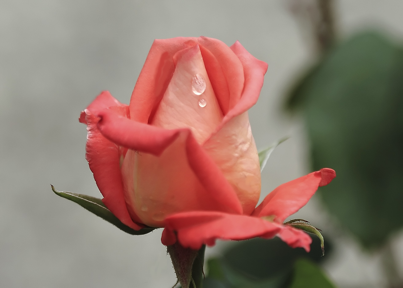 photo "***" tags: macro and close-up, nature, rose, капли