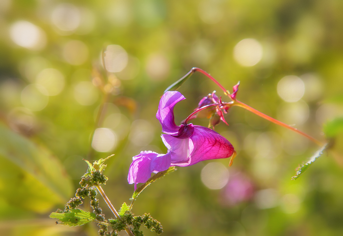 photo "***" tags: macro and close-up, nature, 