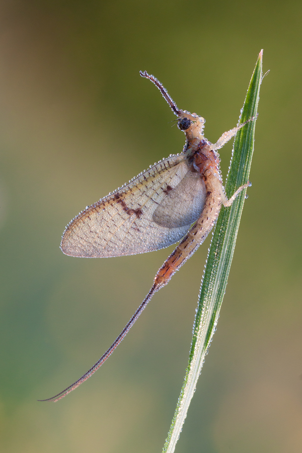 photo "***" tags: macro and close-up, 