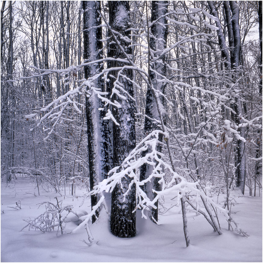 фото "***" метки: природа, 120, 6x6, TLR, Yashica Mat Em, Yashica Mat Em Fujichrome Velv